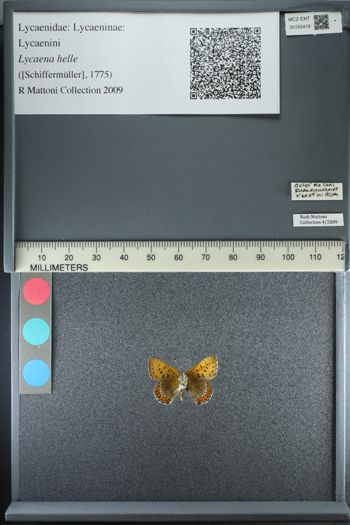 Media type: image;   Entomology 183418